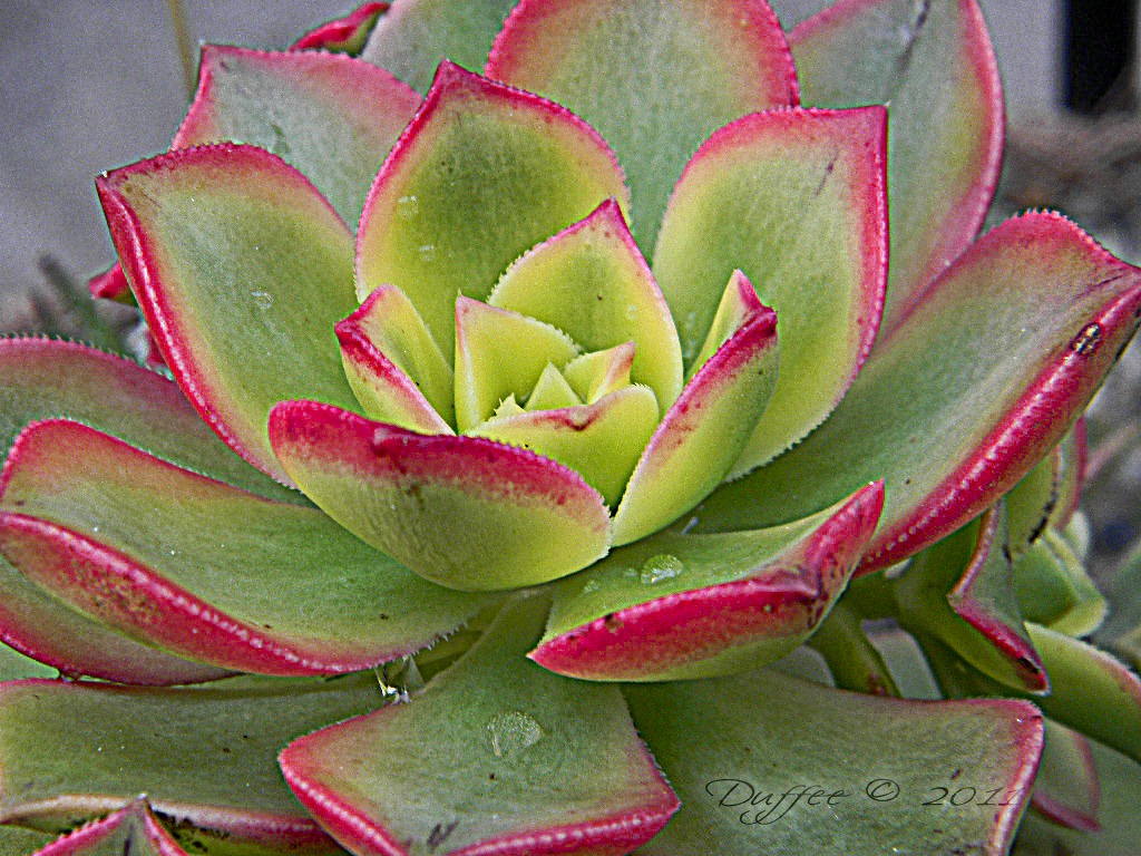 [Succulant%2520Macro%255B5%255D.jpg]