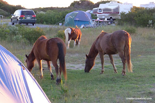 The hooligan ponies