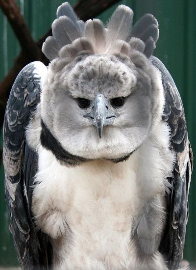 Von Regium - Olha o tamanho da nossa Harpia Imperial! 😍 A Harpia