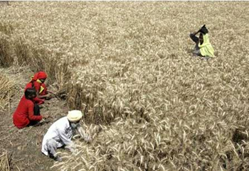 Farmers in India harvest wheat. waterlink-international.com