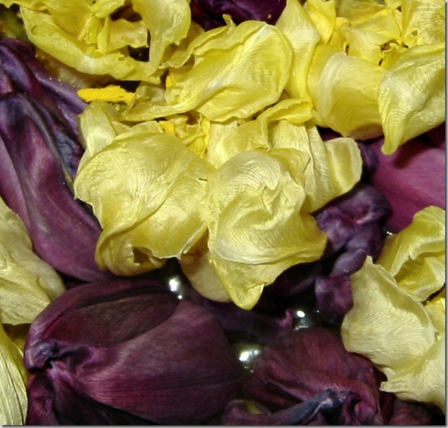 Tulipanhoder i vann2 Tulipanhoder i vann2
