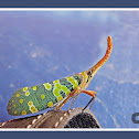 Lantern Bug