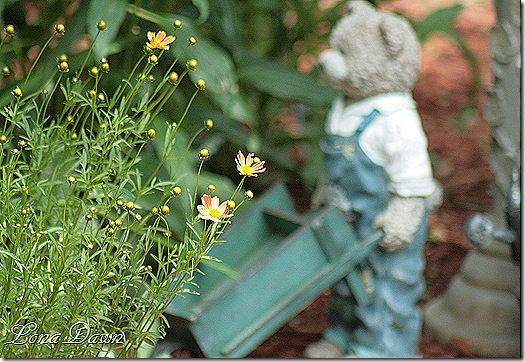 Coreopsis_Sienna_Sunset2