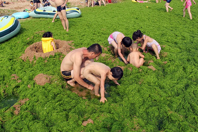 водоросли на китайском пляже