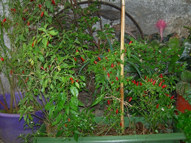 [DSCN5911%255B4%255D.jpg]