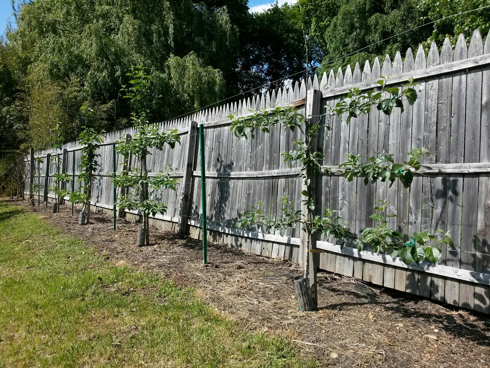 Italian Gardening: Espaliered Fruit Trees Year 2
