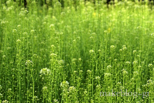 [gogreen%255B33%255D.jpg]