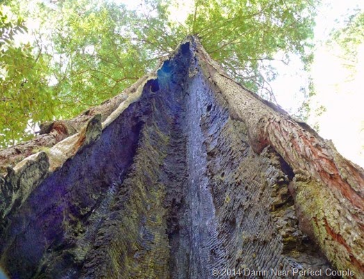 Burned Redwood