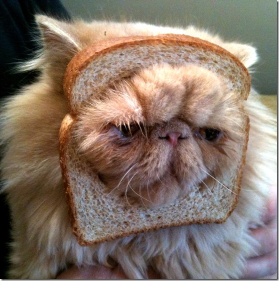 breaded-cats-8