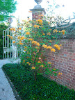 A native azalea, Rhododendron calendulaceum, or flame azalea, one of several that lined a wall in the Palace garden.