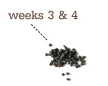 week4
