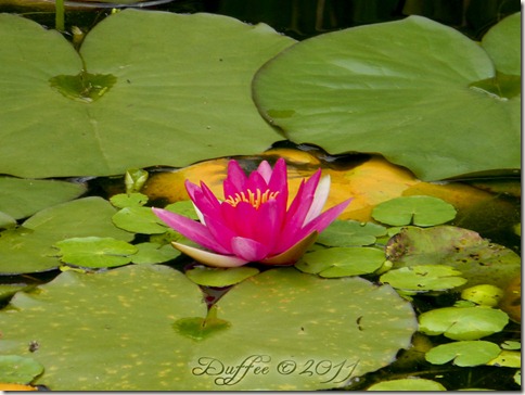 Day # 53 Lotus flower