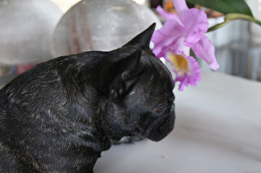 That's sure one special orchid!  Cattleyas are a tropical flower, right?  They typically grow in South America.