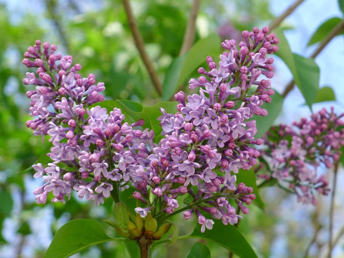 Lilac
