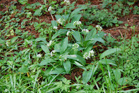 2014 április 26 Kámoni arborétum Allium ursinum medvehagyma.jpg