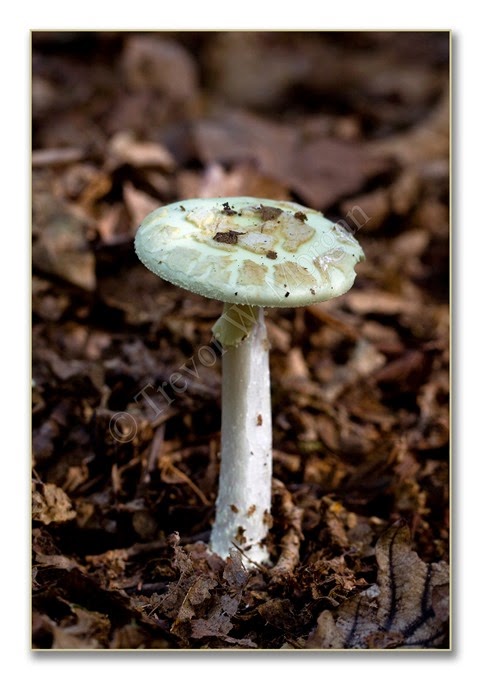 Fungi 3  False DC