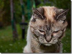 Tired_20-year-old_cat Tired_20-year-old_cat