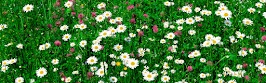 flower panoram_nebesnoe.info_22.jpg