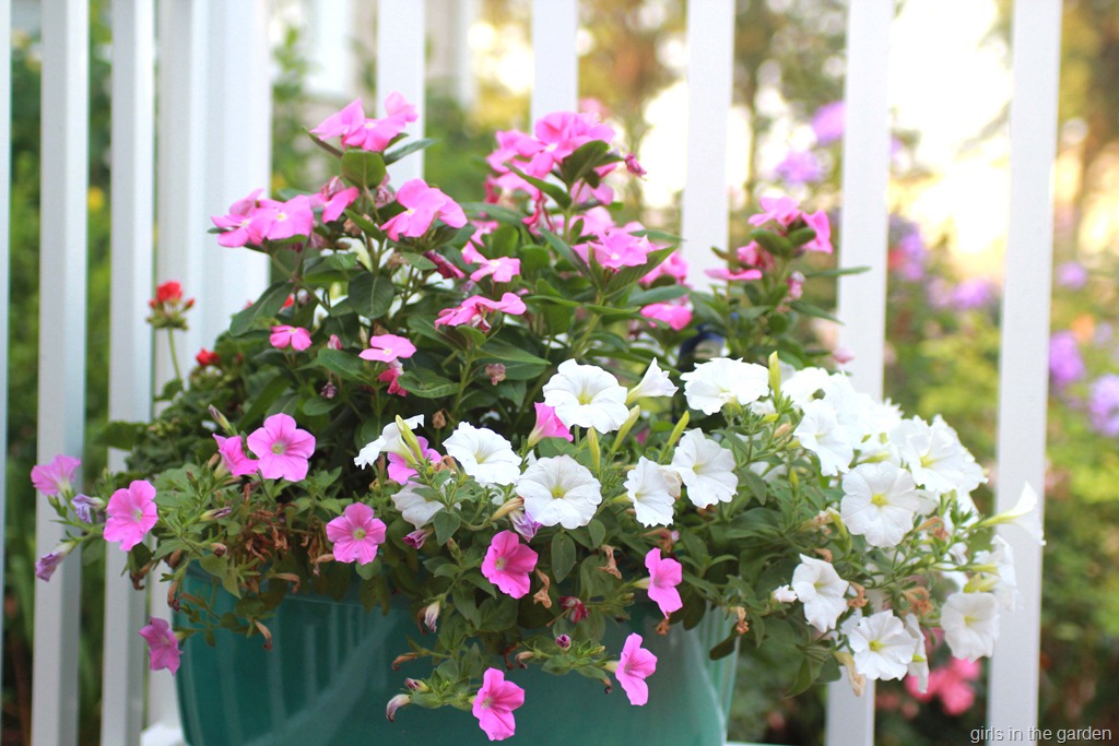 [flowers1%255B7%255D.jpg]