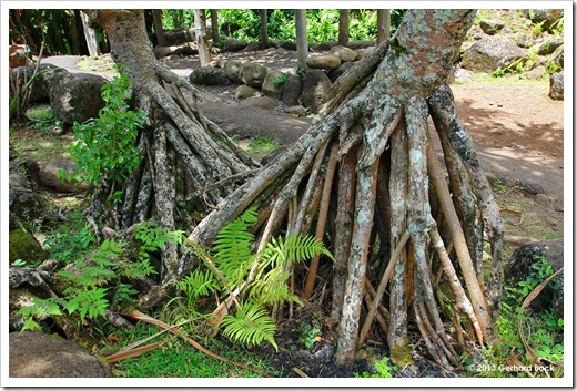 130713_IaoValleyStatePark_Pandanus-tectorius_005