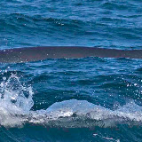 Sei whale