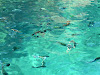 SDC10916 Phi Phi Adası Resimleri Fotoğrafları