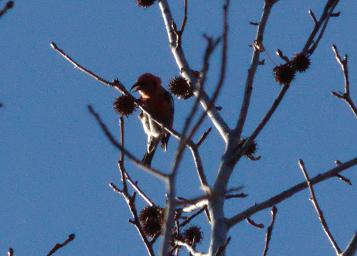 Two males were present, eating in the sweet gum trees