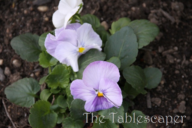 [Easter-is-Upon-Us-0043.jpg]