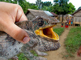 Along the walk to Antenina, I found this cool chameleon! He didn't like being handled though, look at that mouth! Madagascar6 - 105.jpg