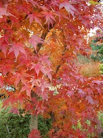 箱根の紅葉