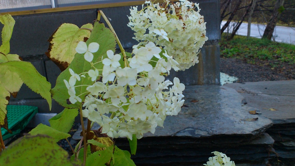 [DSC_0824%255B23%255D.jpg]
