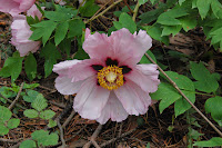 2014 április 26 Kámoni arborétum Paeonia suffruticosa fás bazsarózsa (5).jpg