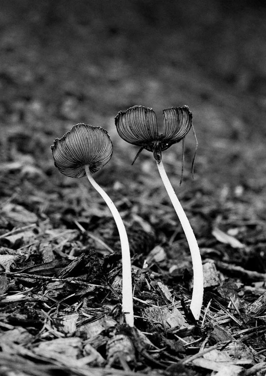 [Expelled-Spores3.jpg]