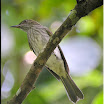 Streaked Bulbul --- Ixos malaccensis-02.jpg