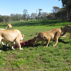 lion24.jpg