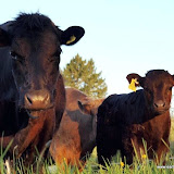 One of our Dexter milking cows, Joy and her calf Phoebe.
