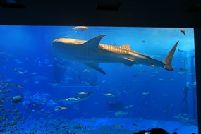IMG_6602 IMG_6602