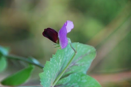 [ervilhas%2520DSC_0127DSC_013104%255B5%255D.jpg]