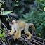 Yellow squirrel monkey