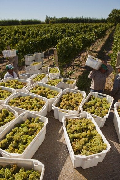 BDFM Cosecha uva blanca Chardonnay BDFM Cosecha uva blanca Chardonnay