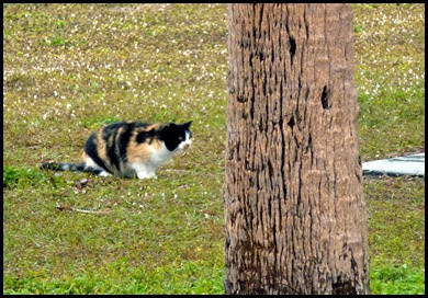 02a - Stalking Cat