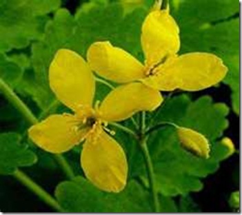 celadine celadine