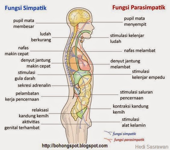 Cara Kerja Sistem Saraf Simpatik dan Parasimpatik