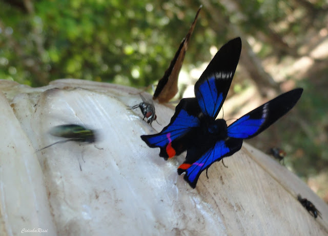 Rhetus periander (CRAMER, 1777), mâle. À proximité du Rio Teles Pires, município de Nova Canaã do Norte (Mato Grosso, Brésil), 11 juin 2011. Photo : Cidinha Rissi