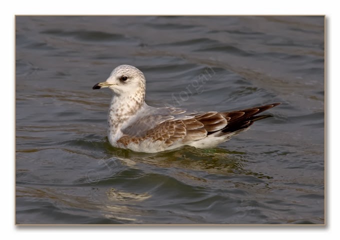 K's Birds 5 C Gull