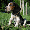1024-beagle-27.jpg