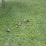 geese