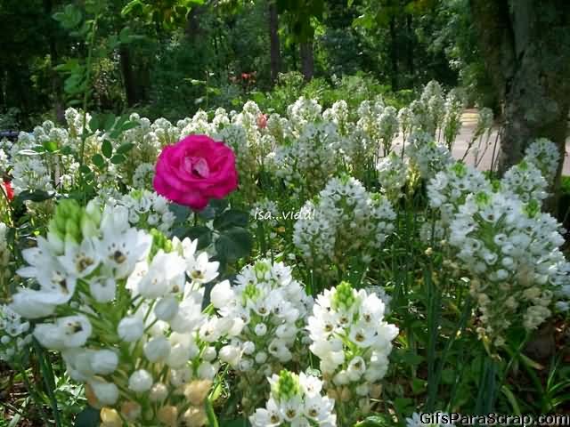 Imagem para face foto de jardim florido com rosa no meio e flores 1923 Imagem para face foto de jardim florido com rosa no meio e flores 1923
