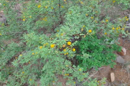 DSC_0228.jpg DSC 0228