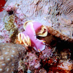 Egg laying nudibranch